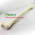 GROSSHANDELSIMULATIONS-KNOCHEN 12318 künstliches Femur Skeleton Swabone Implantat-Praxis-Modell